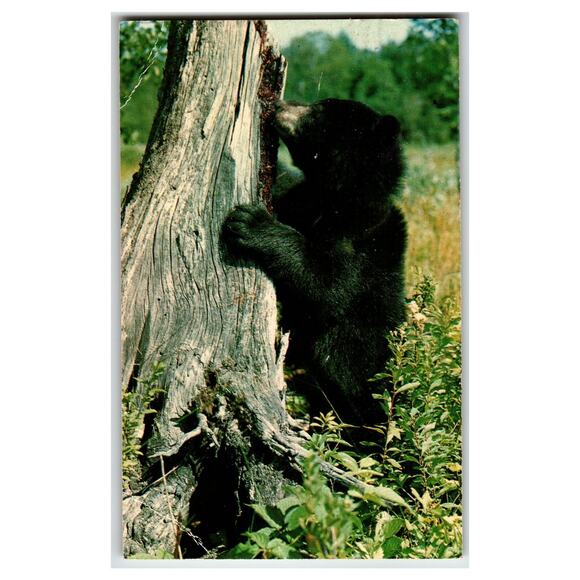 Postcard Other - Vintage 1970 Black Bear Cub Climbing Tree Postcard Canada Ontario Wildlife